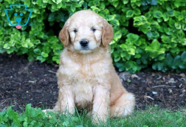 Camo Mini Goldendoodle 1-001