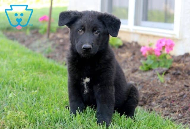 Champ German Shepherd 1-001
