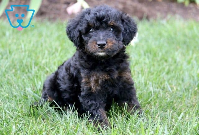 Charlie 2-001