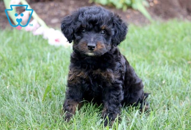 Charlie Mini Bernedoodle 1-001