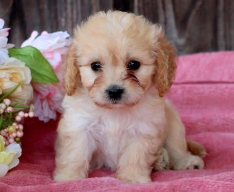 Cavachon Puppy for Sale