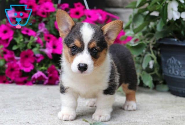 Chip Corgi