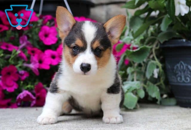 Chip Corgi2