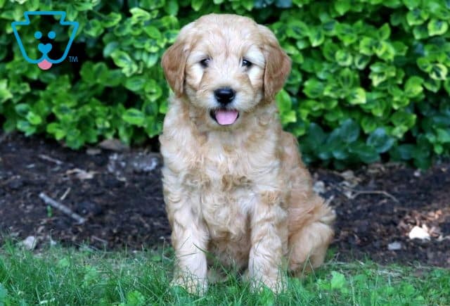 Chuck Mini Goldendoodle 1-001