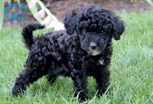 Cici Mini Bernedoodle 1-001
