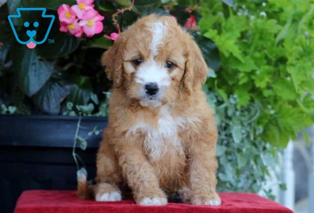 Cody Mini Bernedoodle