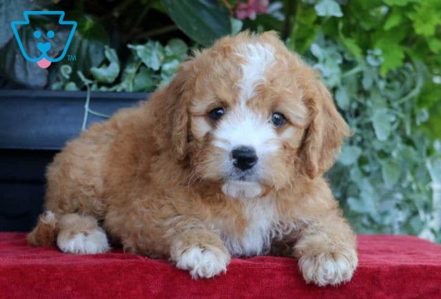Cody Mini Bernedoodle2