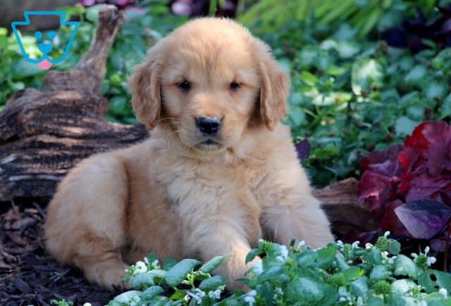 Coffee Golden Retriever 1-001