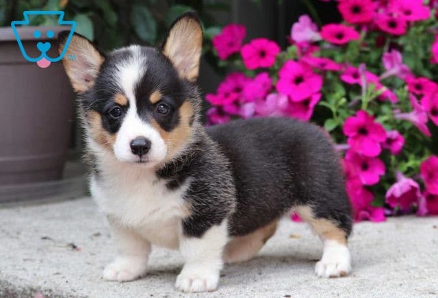 Comet Corgi