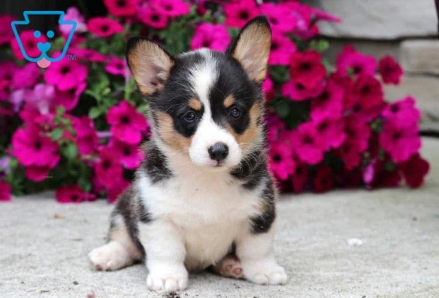 Comet Corgi2