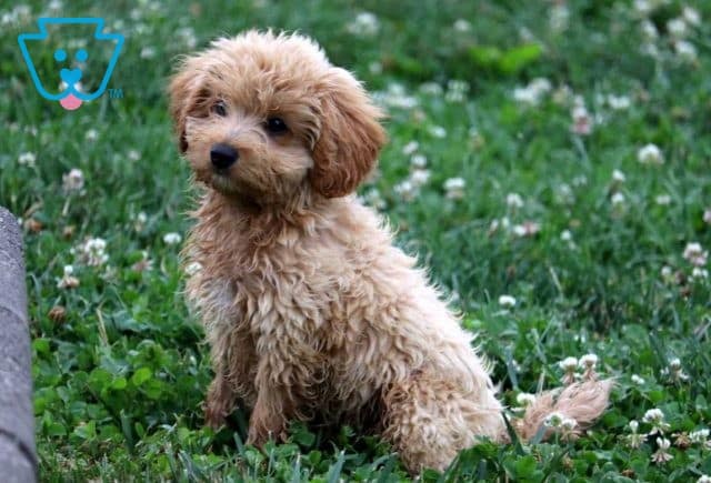 Comet poodle mix
