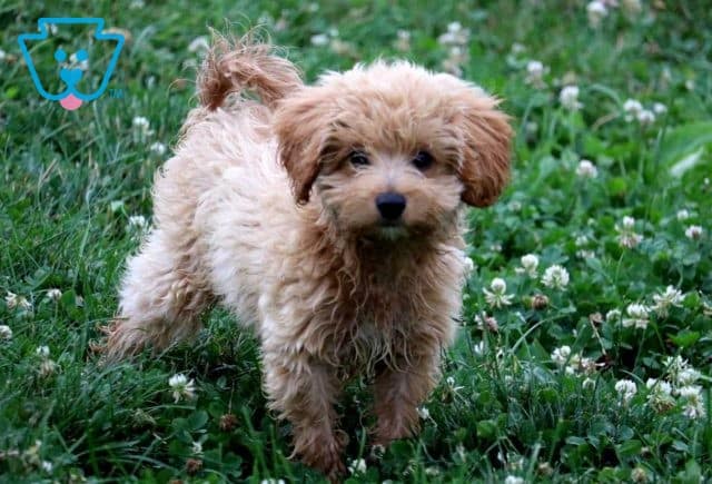 Comet poodle mix2
