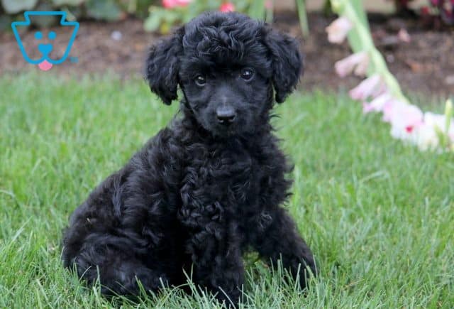 Cookie Mini Bernedoodle 1-001