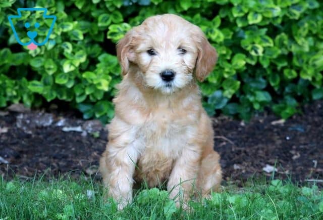 Cookie Mini Goldendoodle 1-001