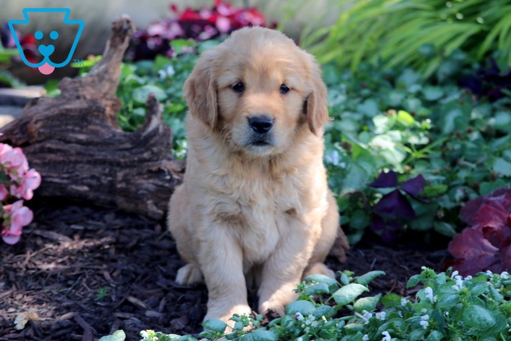 Cotton Golden Retriever Puppy For Sale Keystone Puppies