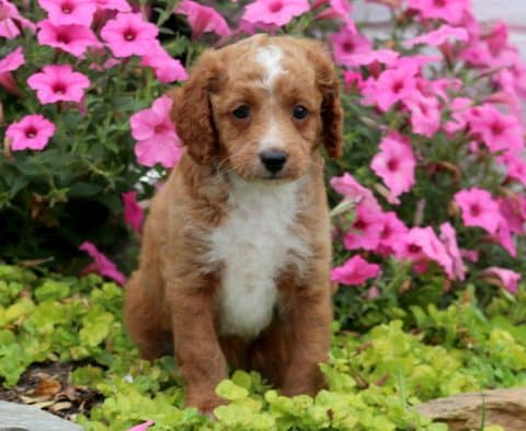 Puppy Finder: Find & Buy a Dog today by using our Petfinder