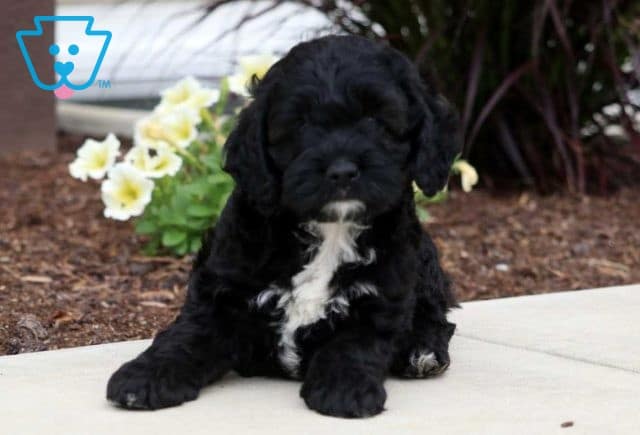 cockapoo puppy for sale