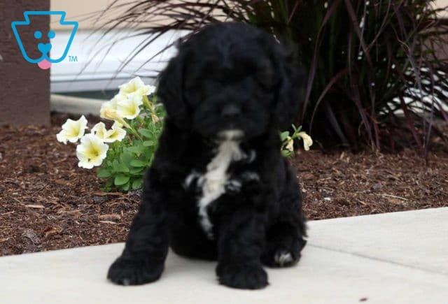 Fantasia Cockapoo2