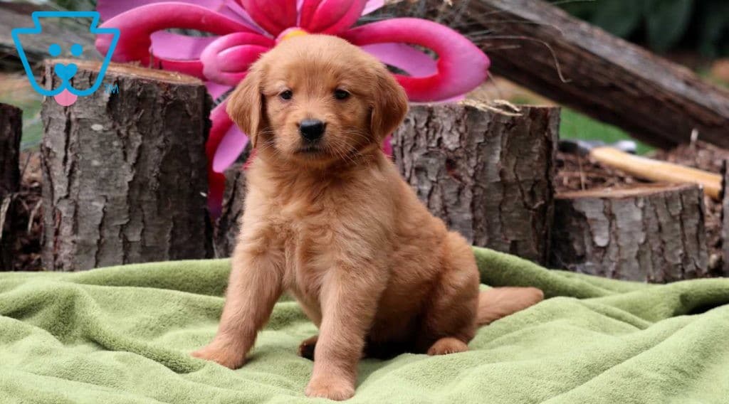 golden retriever flamingo floatie
