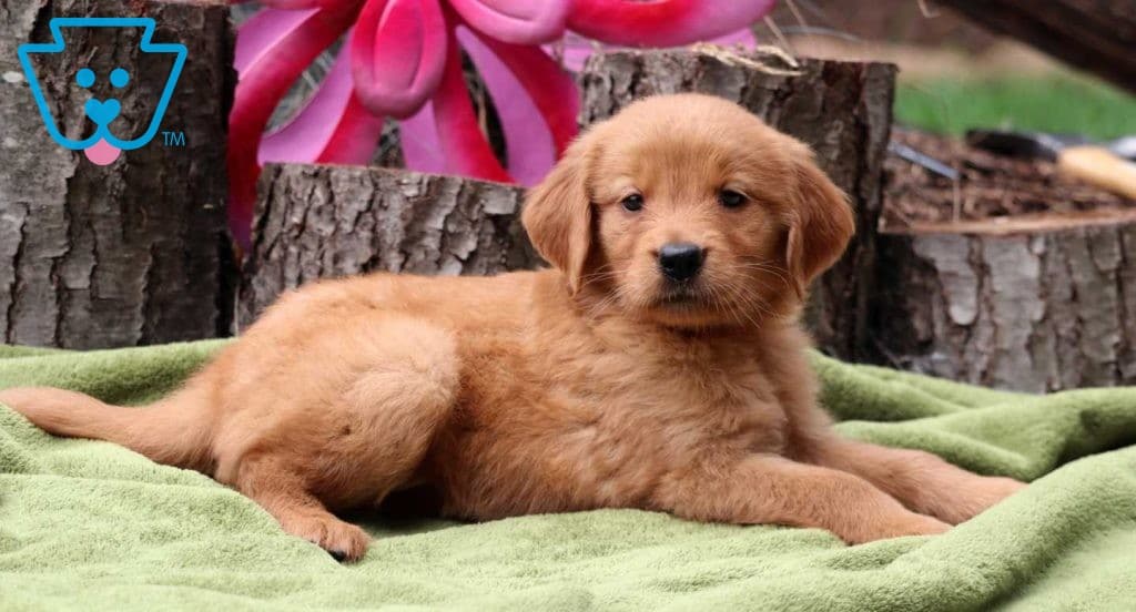 golden retriever flamingo floatie