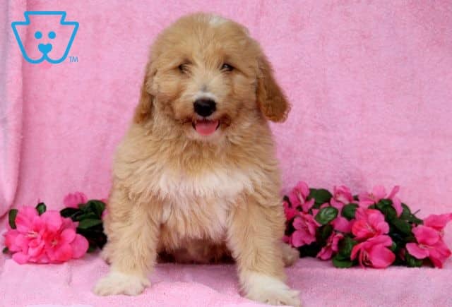 Hazel Mini Aussiedoodle 1-001