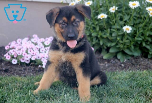 Hillary German Shepherd 1-001