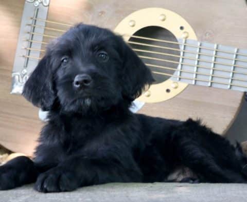 mini labradoodle puppy for sale