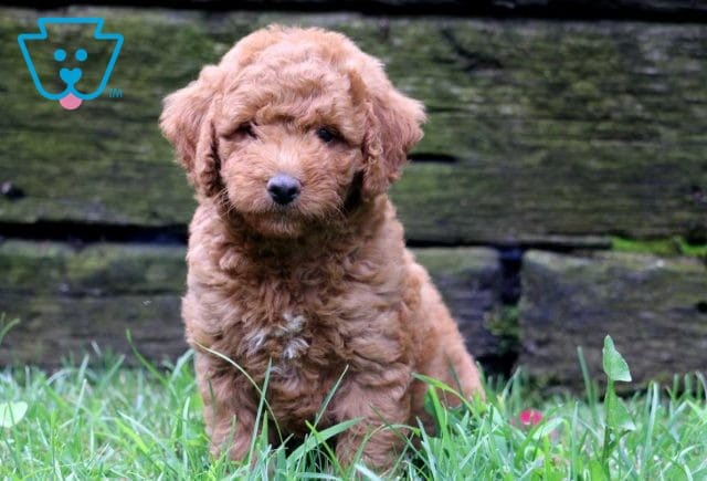 Jack Mini Labradoodle