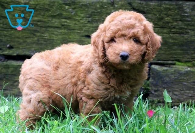 Jack Mini Labradoodle2