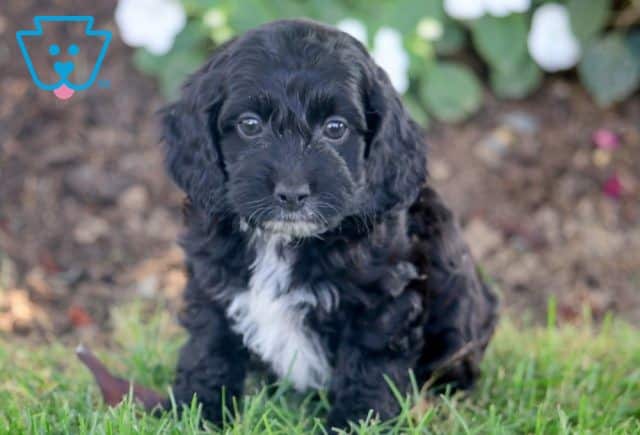 cockapoo puppy for sale