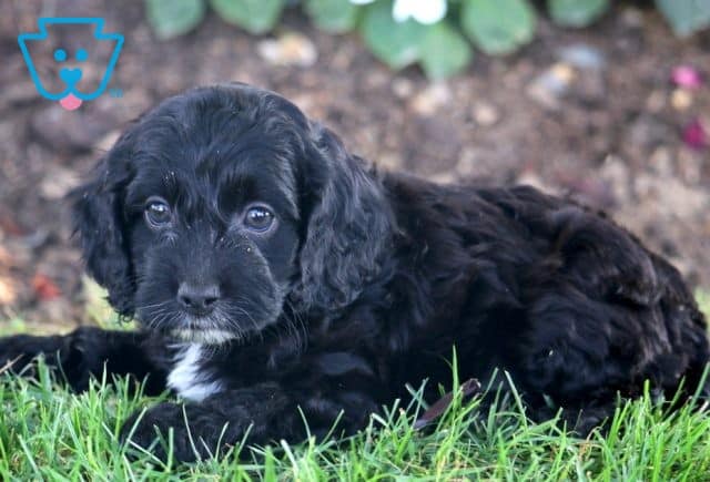 Jada Cockapoo 1-001
