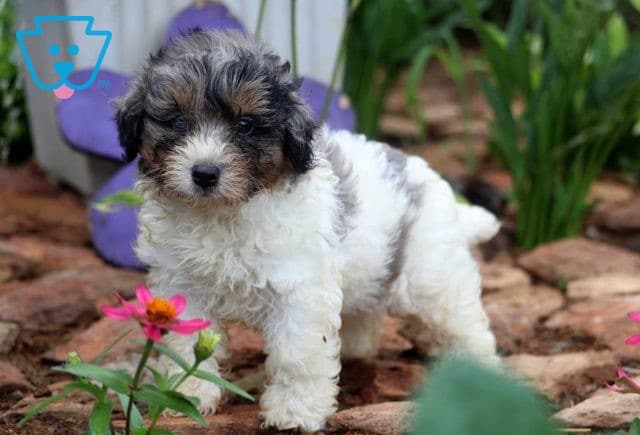 Jaxson Mini Bernedoodle