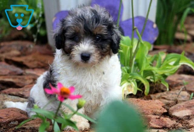 mini bernedoodle puppy for sale