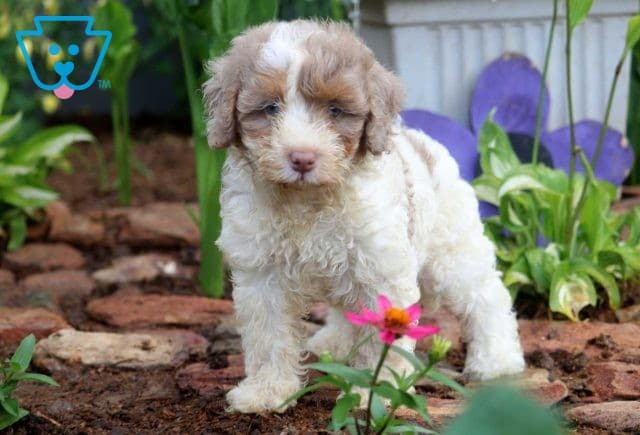 Jayla Mini Bernedoodle