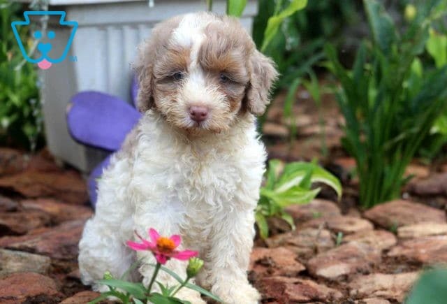 Jayla Mini Bernedoodle2