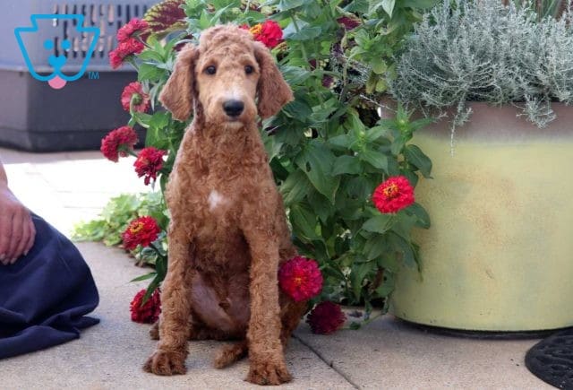 Jeffy Mini Goldendoodle Retakes