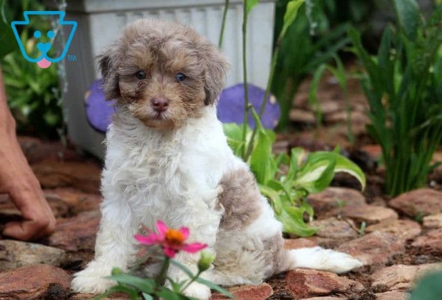 Jenna Mini Bernedoodle
