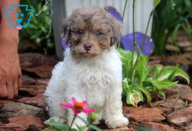 Jenna Mini Bernedoodle2