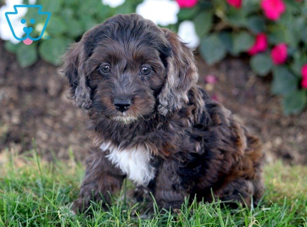 chocolate phantom cockapoo