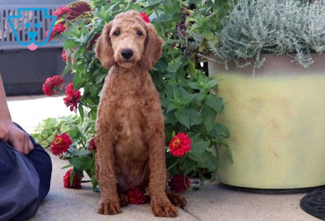 Jud Mini Goldendoodle Retakes