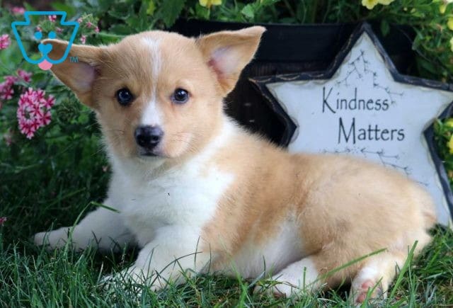 Kat Corgi