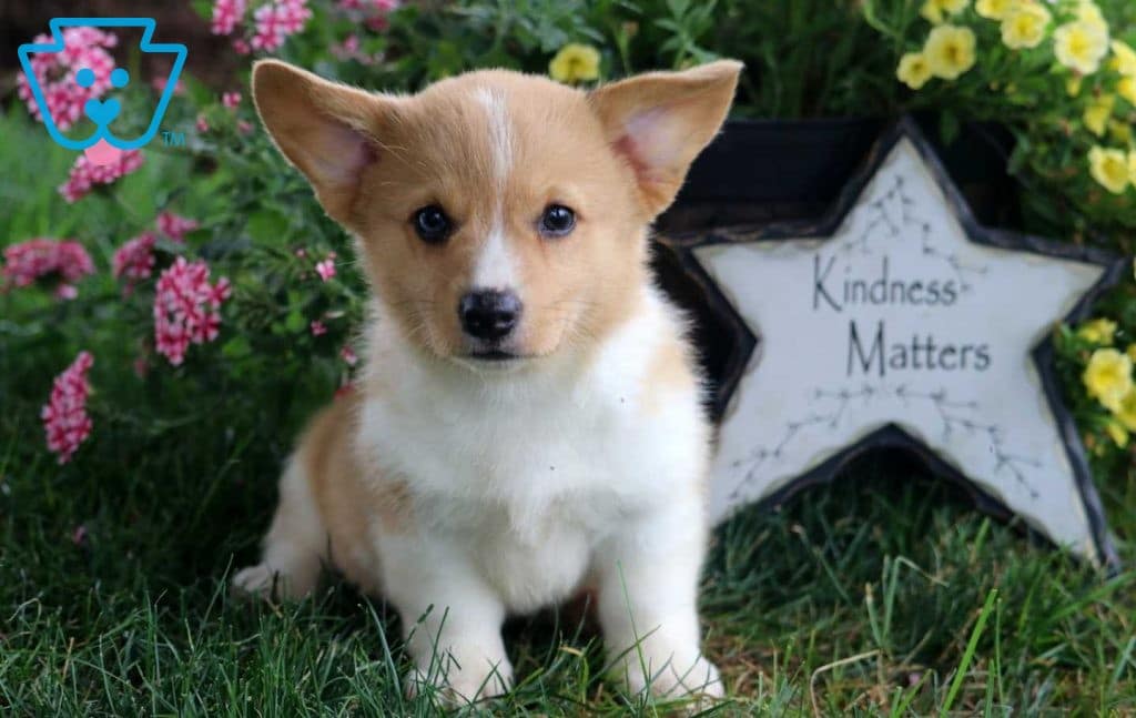 Kat | Pembroke Welsh Corgi Puppy For | Keystone