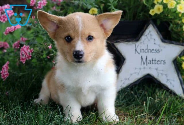 Kat Corgi2