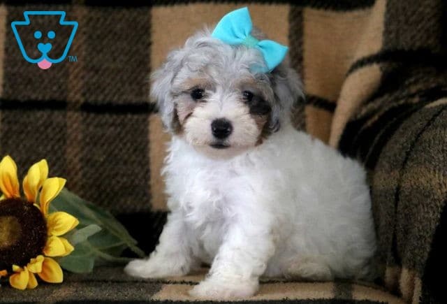 Landon Toy Poodle