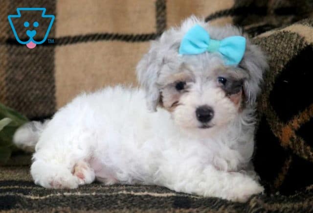 Landon Toy Poodle2