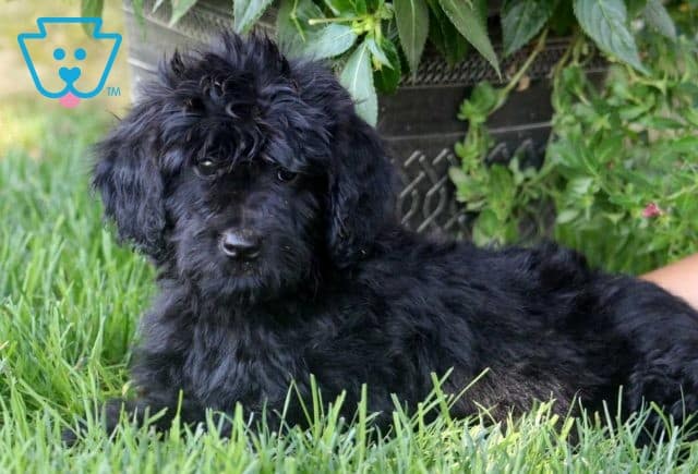 Layla Aussiedoodle2