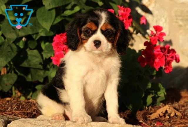 Lefty cavalier