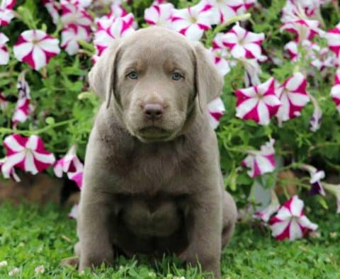 silver lab puppy for sale