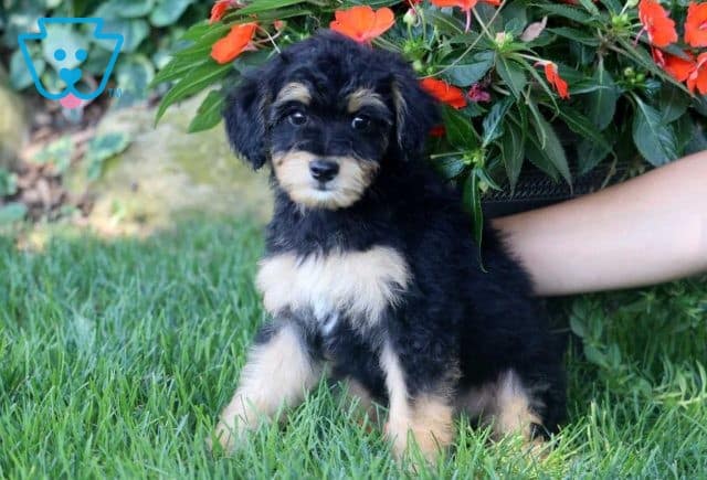 mini aussiedoodle puppy for sale