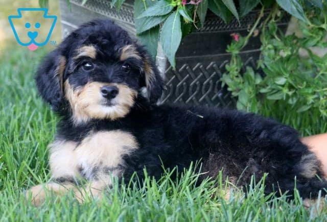 Lilo Aussiedoodle2